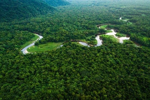 Dia Nacional da Amazônia: o potencial da bioeconomia no maior bioma do Brasil — capa de publicação de Estadão